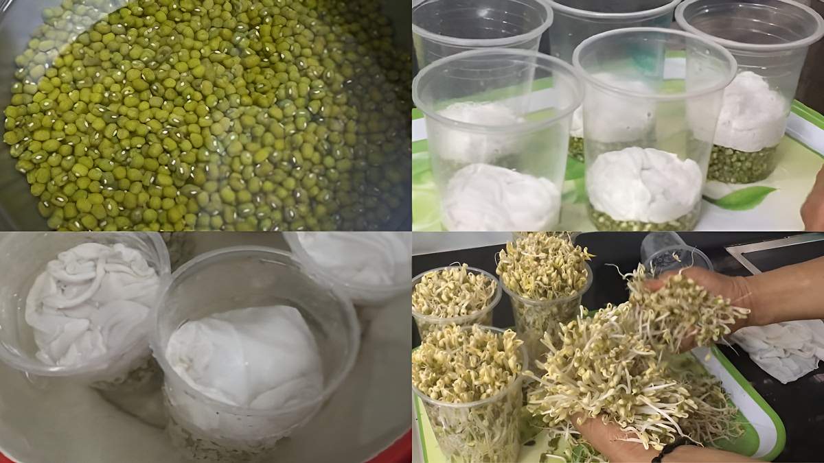 Viet-nam-co-loai-rau-trang-non-gion-ngot-la-vua-protein-tot-cho-tim-mach-tang-cuong-sinh-ly-anh2