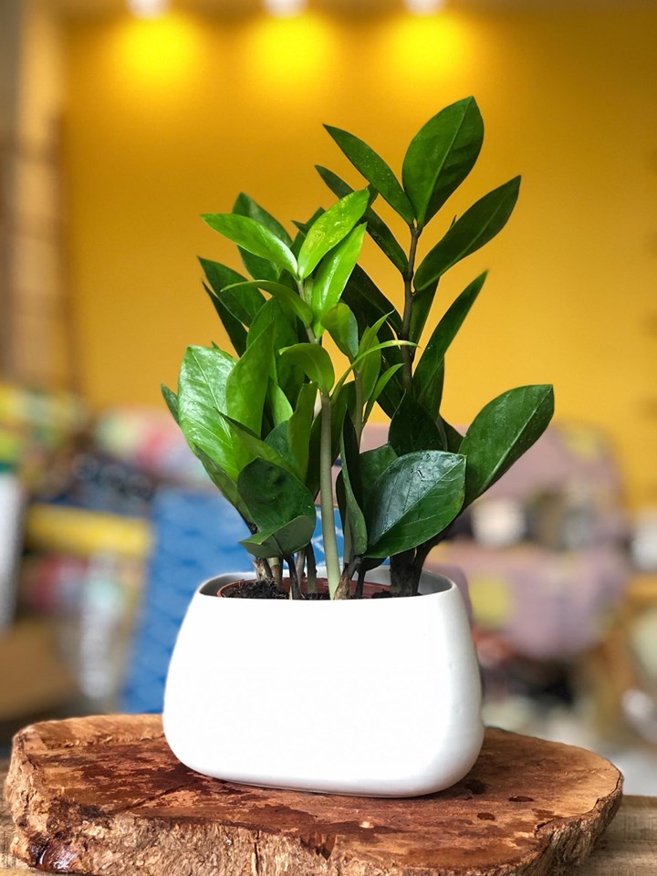 Bàn làm việc trống trơn dễ chán nản: thêm 1 chậu cây phong thủy, “đuổi” stress, kéo lương thưởng, tài lộc đầy túi