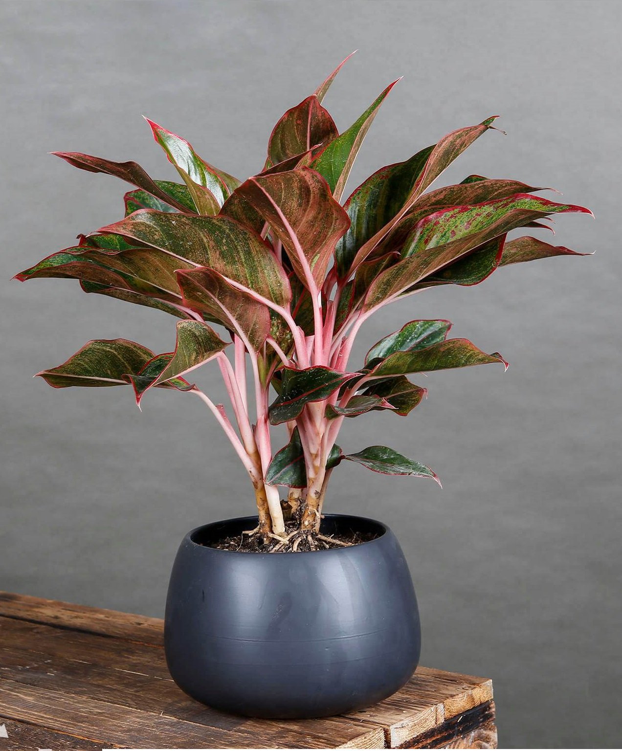 Bàn làm việc trống trơn dễ chán nản: thêm 1 chậu cây phong thủy, “đuổi” stress, kéo lương thưởng, tài lộc đầy túi