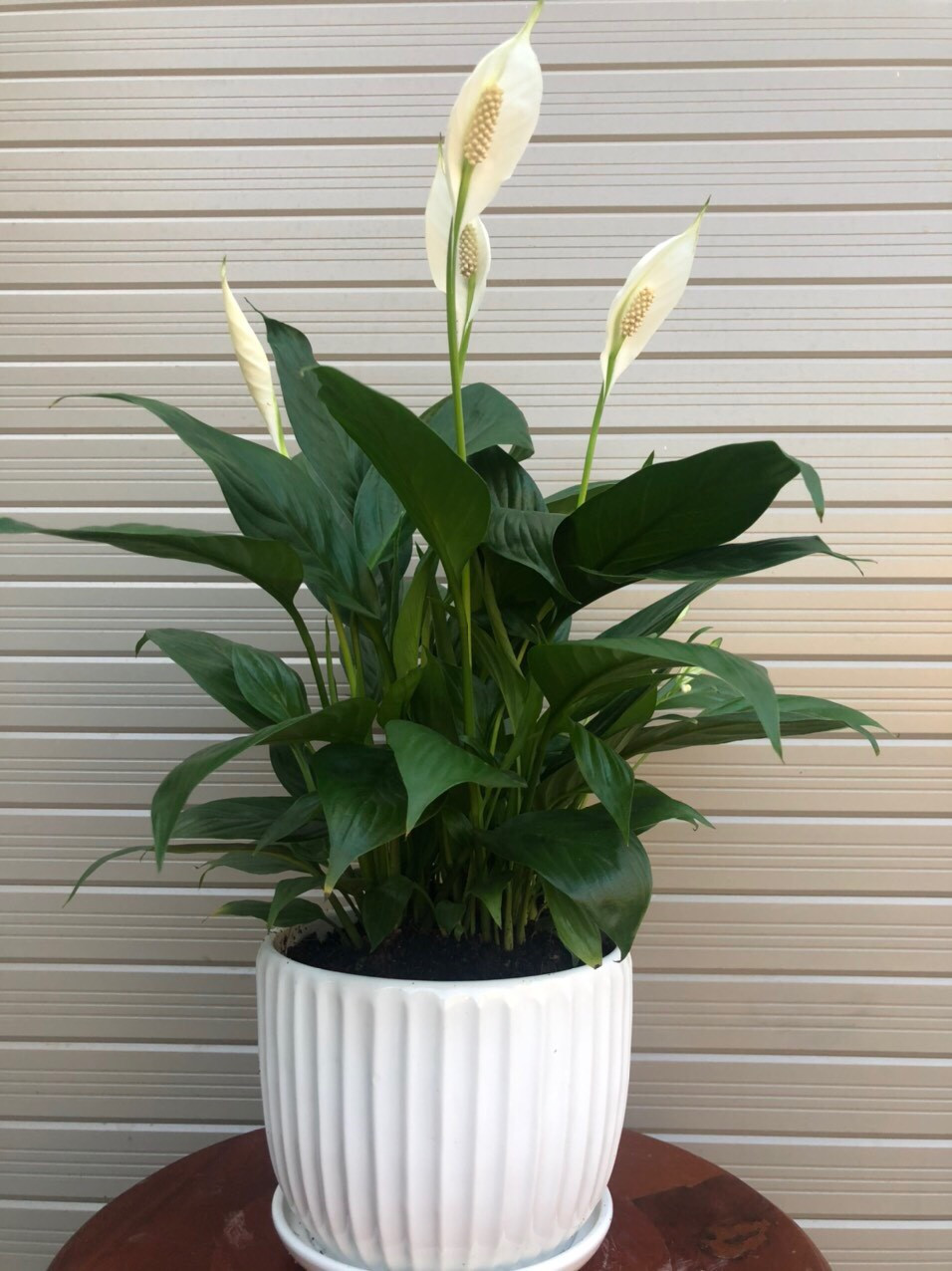 Bàn làm việc trống trơn dễ chán nản: thêm 1 chậu cây phong thủy, “đuổi” stress, kéo lương thưởng, tài lộc đầy túi