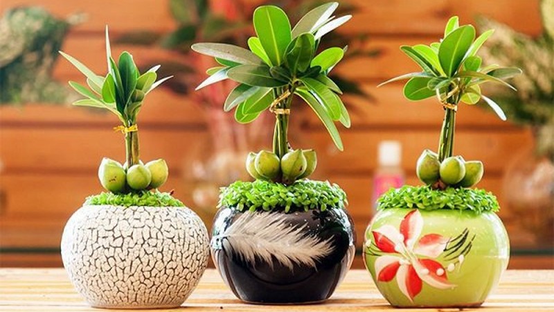 Bàn làm việc trống trơn dễ chán nản: thêm 1 chậu cây phong thủy, “đuổi” stress, kéo lương thưởng, tài lộc đầy túi