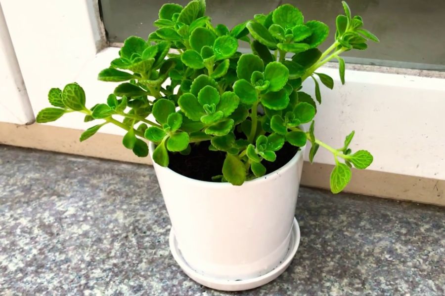 9 loại cây vừa đuổi muỗi hiệu quả, vừa hút tài lộc, sức khỏe gia chủ tốt lên thấy rõ: Nhà nào cũng nên trồng