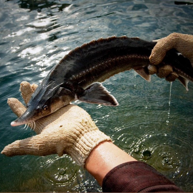 Loại cá không xương, thịt dày, ít tanh lại còn “đại bổ”: Dân sành nhìn thấy ngoài chợ là tranh nhau mua 