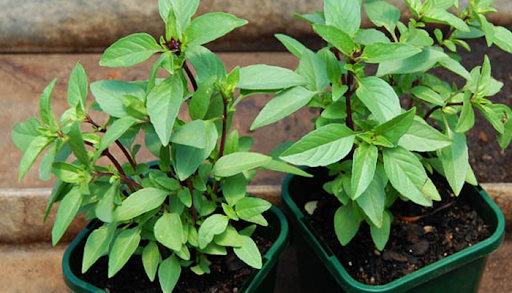 5 loại cây đuổi muỗi, ruồi, gián hiệu quả, lại dễ trồng, không tốn diện tích: Nhà nào cũng nên có ít nhất 1 cây