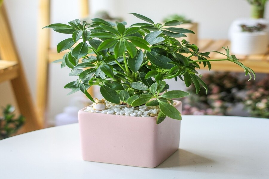 5 loại cây đuổi muỗi, ruồi, gián hiệu quả, lại dễ trồng, không tốn diện tích: Nhà nào cũng nên có ít nhất 1 cây