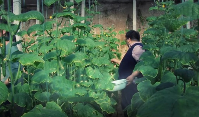 Quách Khả Giang bên vườn rau