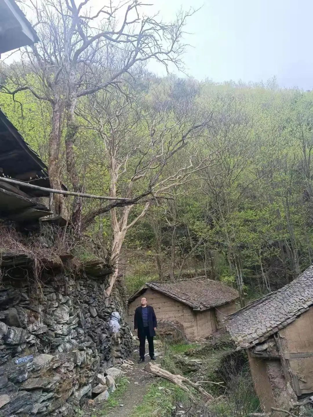 Cây Tử Kinh trăm tuổi có giá trị lớn thuộc sở hữu của ông Văn