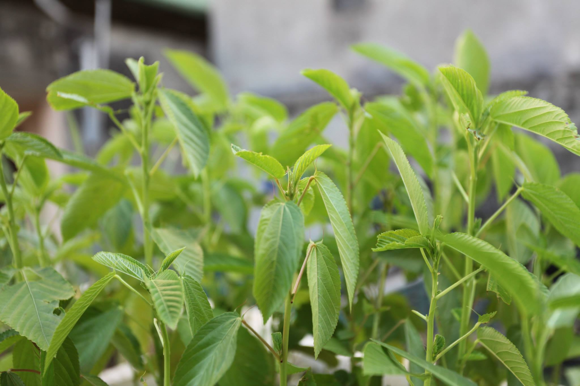  Loại rau được người Nhật coi như 