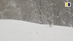 Bão tuyết dày 20 cm phủ trắng New York