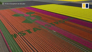 Hà Lan tạo giống hoa tulip mới tri ân nhân viên y tế chống COVID-19