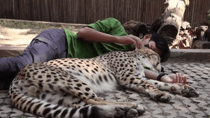 Người đàn ông ôm báo săn ngủ ngon lành