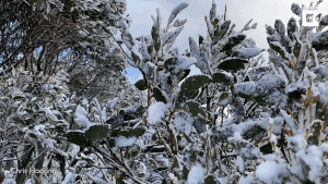 Tuyết rơi giữa mùa hè ở Australia