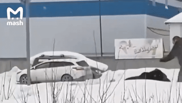 Người đàn ông bất ngờ bị gấu tấn công khi đang đứng nghe điện thoại