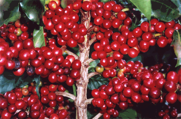 Giá cà phê trong nước ổn định
