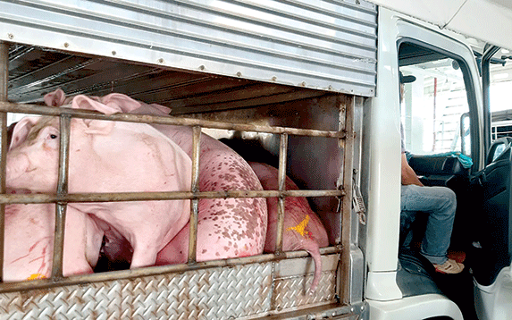 Giá heo hơi ở các tỉnh phía Nam giảm nhẹ