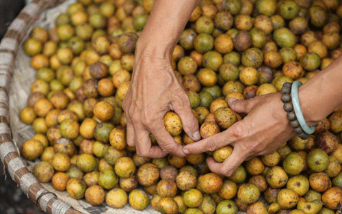 Mùa sấu chín lại về, đặc sản Hà Nội gây lưu luyến