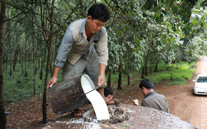 Giá cao su hôm nay 4/3: Tiếp tục giảm