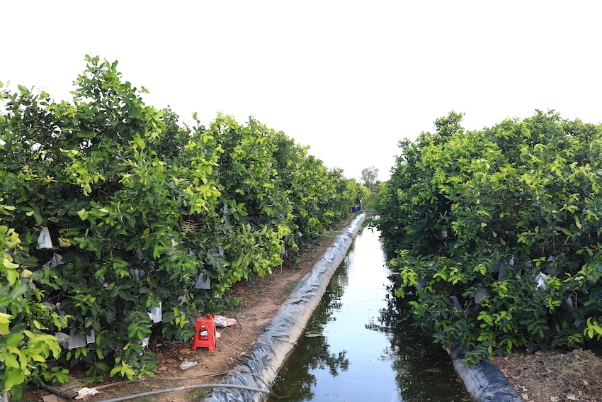 Nước ngọt được trữ lại để cải tạo đất và tưới vườn cây
