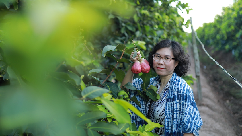 Khách tham quan thích thú trải nghiệm vườn mận hồng Sân Tiên