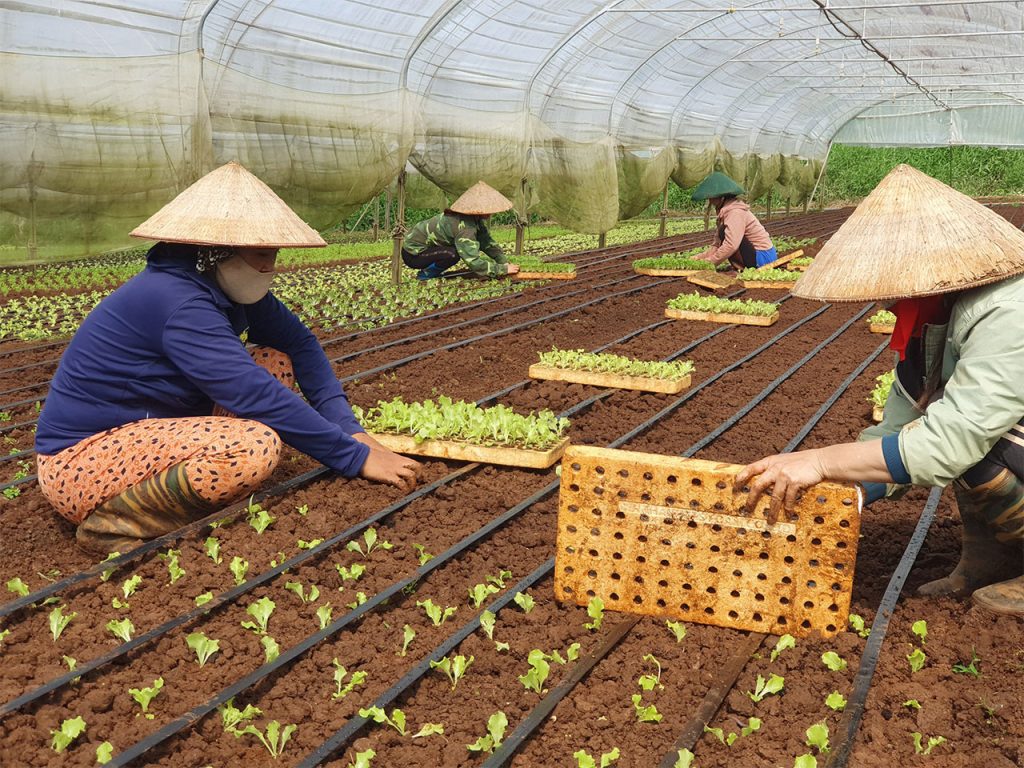 Các loại rau ăn lá được trồng theo chuẩn hữu cơ. 