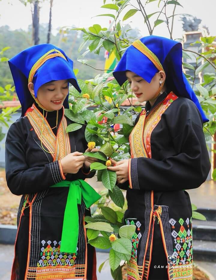 Trà hoa vàng là sản vật vùng núi cao. 
