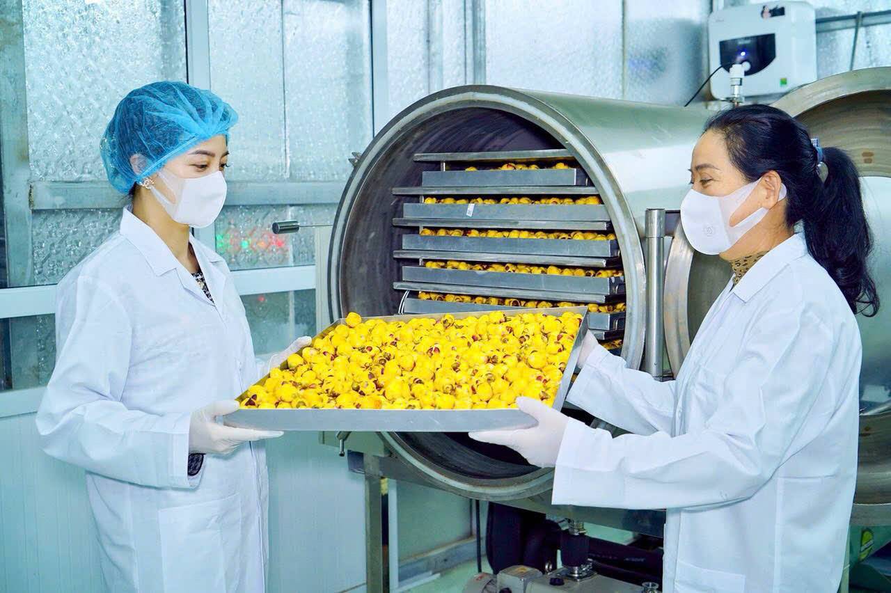Trà được chế biến bằng công nghệ sấy thăng hoa để giữ được dược liệu tốt nhất. 