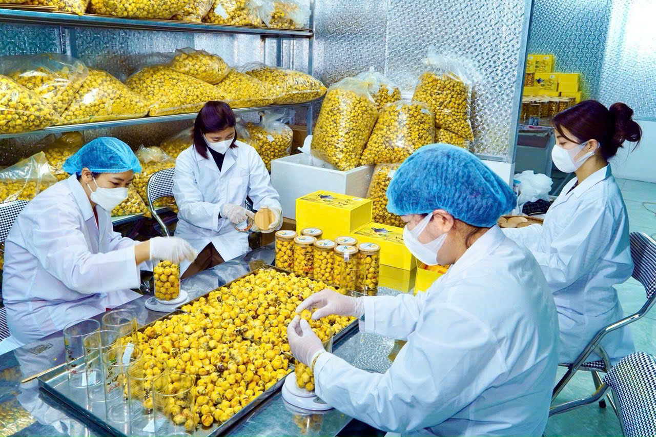 Thương mại hóa, đưa trà hoa vàng vào sản xuất trà dược liệu. 