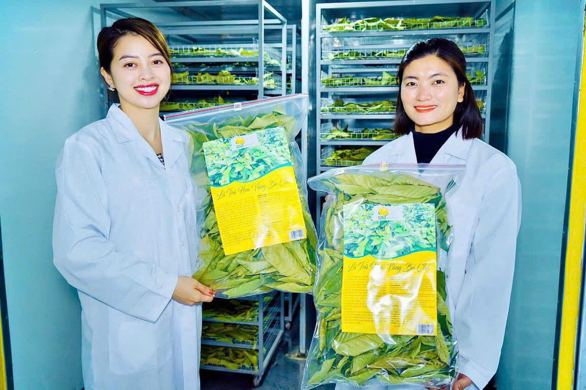 Ngoài hoa, lá cây trà hoa Vàng cũng được sử dụng. 