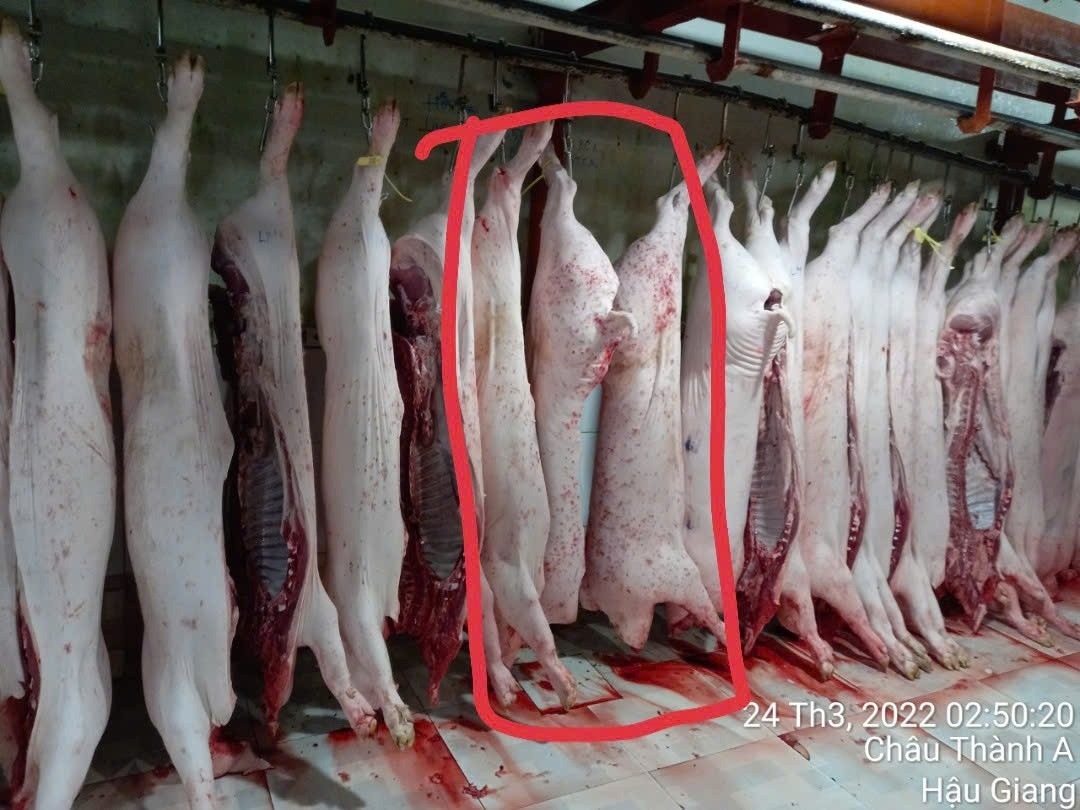 Hình ảnh được cho là heo bệnh được đăng trên trang Jonny Lieu sáng nay. Ảnh: FBNV