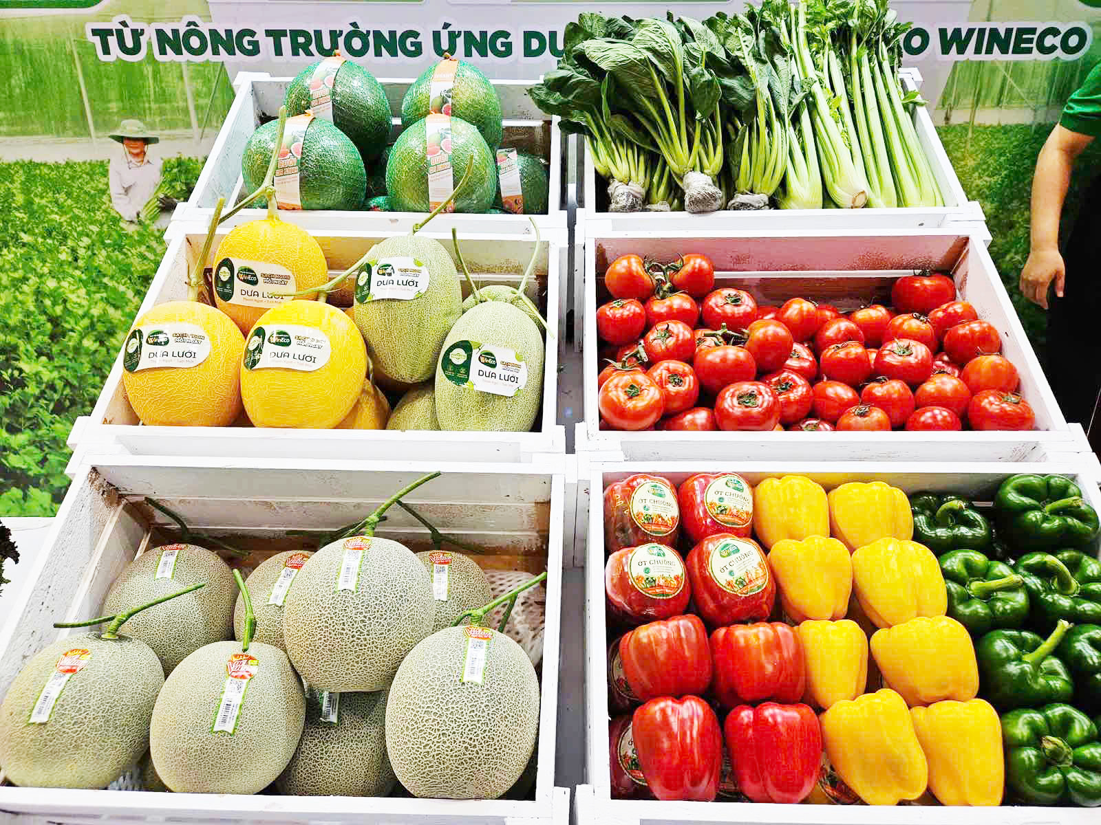 Rau củ quả tươi sạch được trưng bày bắt mắt