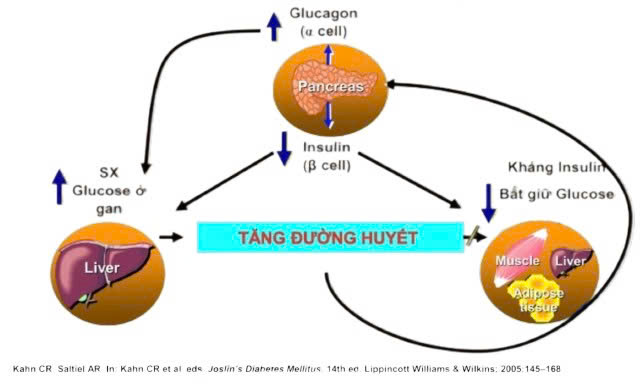 Hình cơ chế gây ra việc dư thừa glucose trong máu và ảnh hưởng làm gia tăng bệnh của nó.