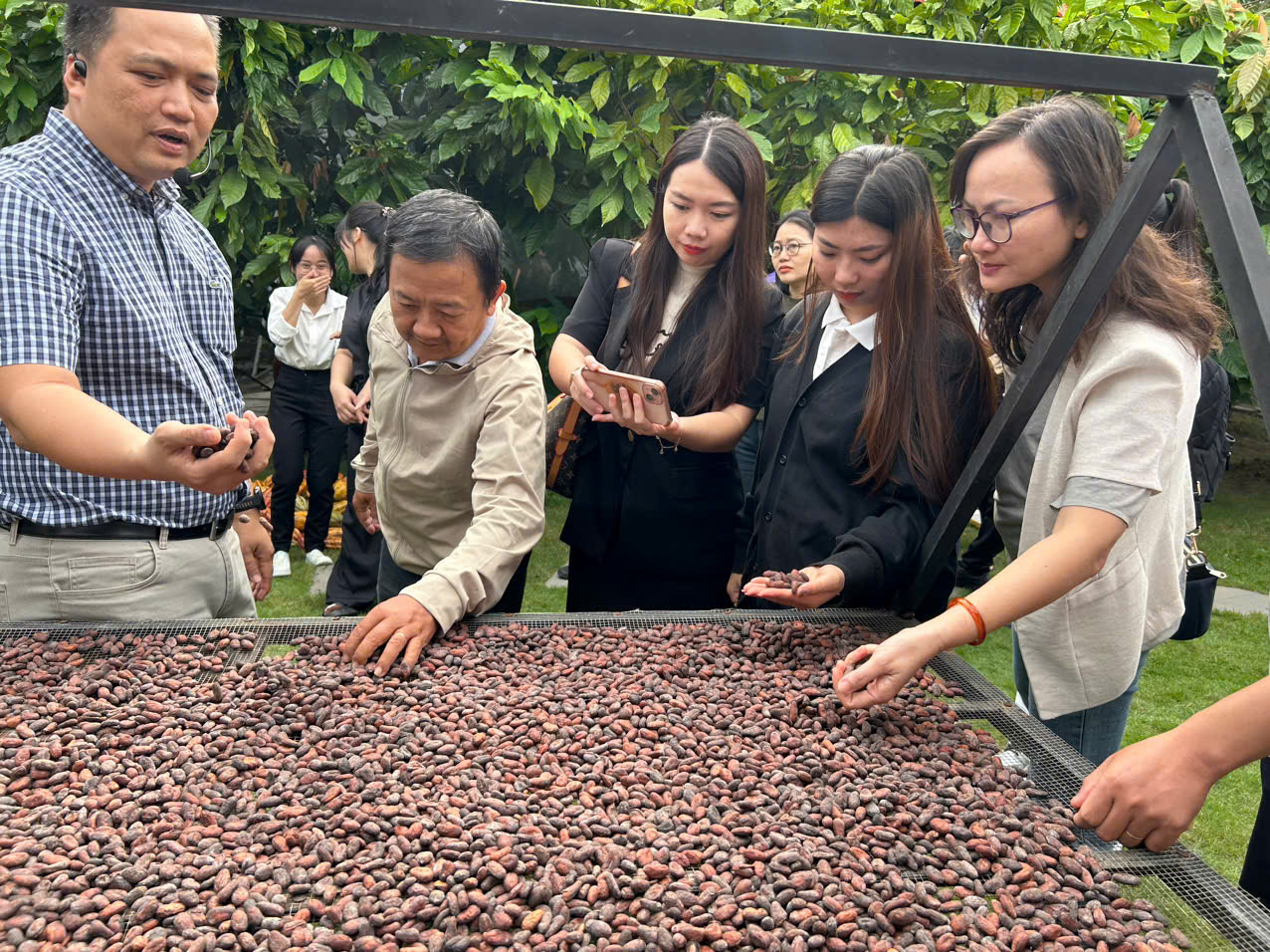 Hạt ca cao thô sau khi lên men. 