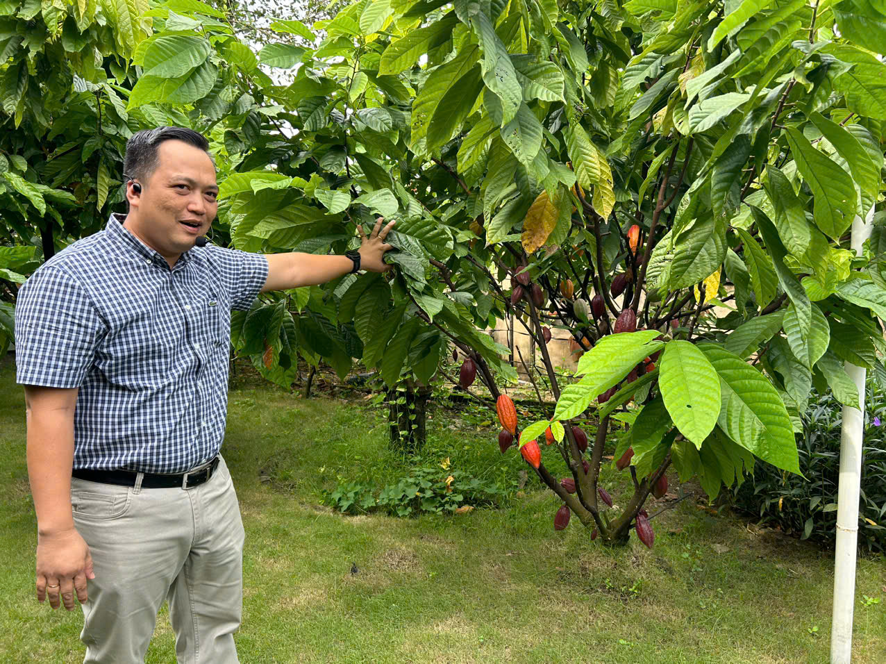 Tham quan vườn ca cao. 