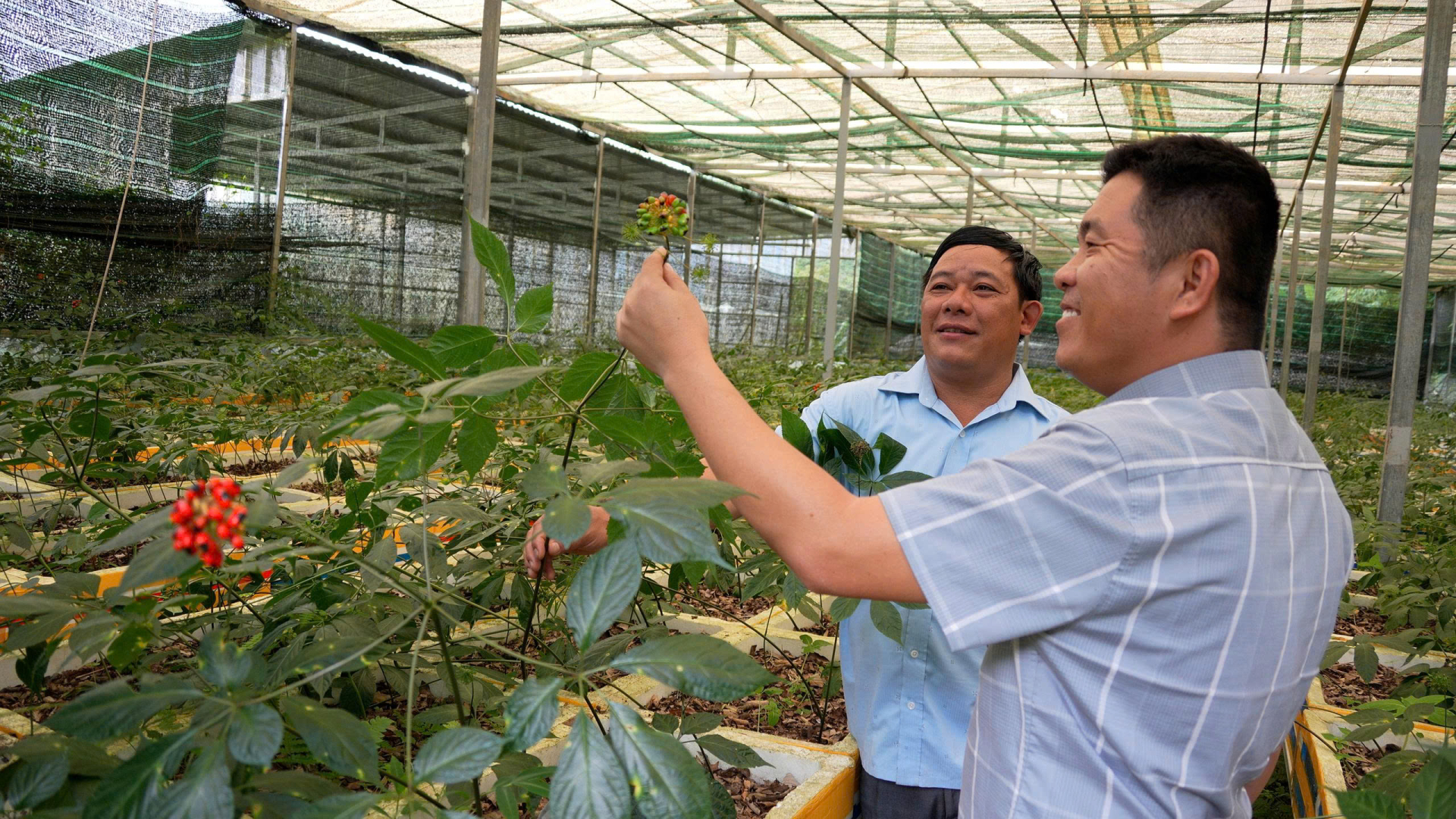 Ông Nguyễn Văn Lượng đang ứng dụng khoa học công nghê vào quản lý và phát triển sâm Ngọc Linh.