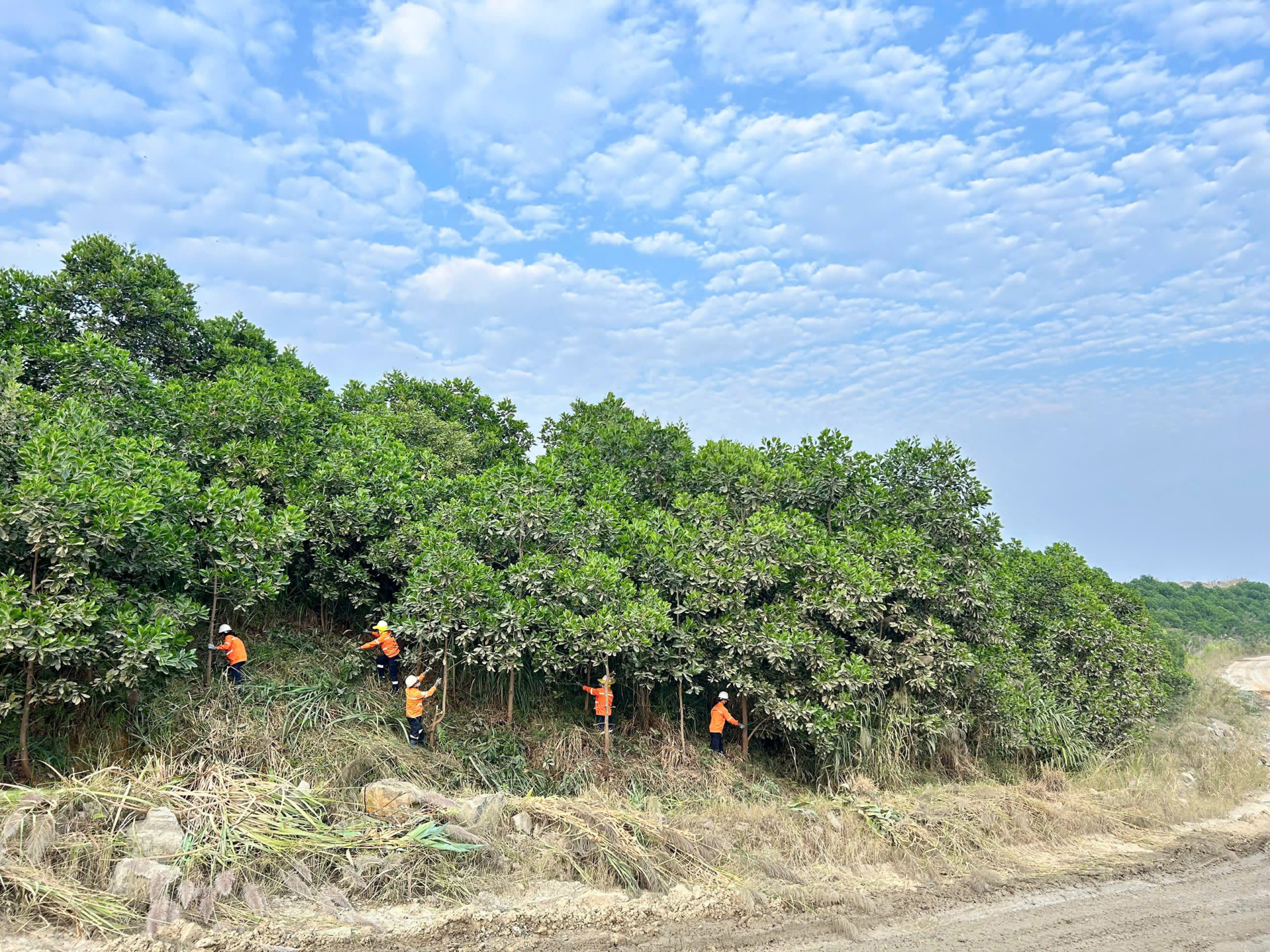 Công tác trồng cây phủ xanh, phục hồi môi trường tại mỏ Núi Pháo