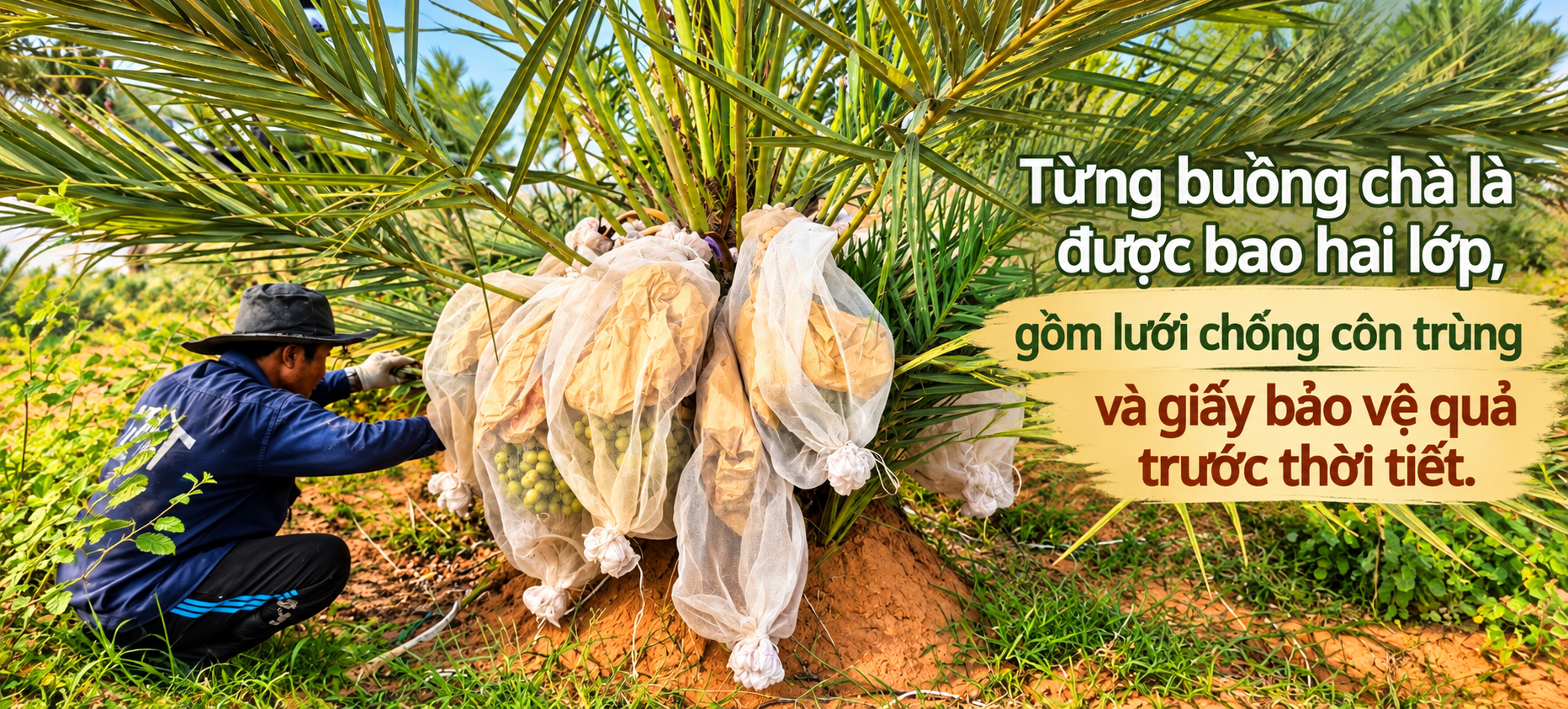 Trang trại ưu tiên các biện pháp canh tác theo hướng hữu cơ, ông Tiến tận dụng nguồn phụ phẩm từ chăn nuôi cừu tại chỗ để bổ sung chất hữu cơ và dinh dưỡng cho cây.