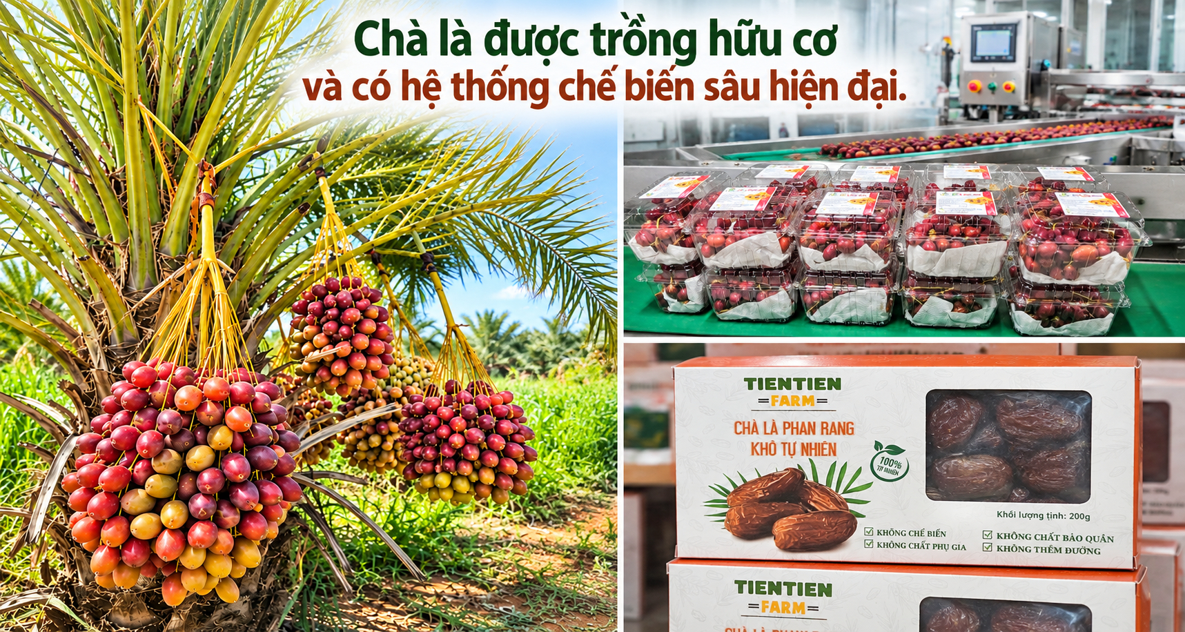 Từ khâu canh tác theo tiêu chuẩn hữu cơ đến chế biến sâu, toàn bộ quy trình được đầu tư bài bản, chỉn chu nhằm nâng cao giá trị sản phẩm.