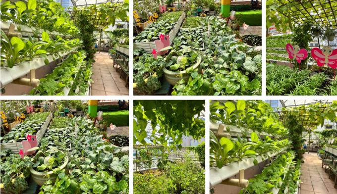 Mê mẩn vườn rau, khu vui chơi trên sân thượng của một trường mầm non công lập: Không gian xanh mướt, rau củ không thiếu gì