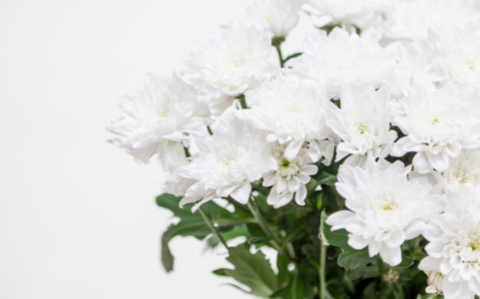Hoa cúc trắng thường được dùng nhiều vào dịp tang lễ, ngày giỗ của người Việt. Khi cắm trên bàn thờ dịp lễ Tết, hoa cúc trắng thường không được dùng, nếu có dùng chỉ điểm xuyết rất ít khi kết hợp với các loại khác. (Ảnh minh họa)
