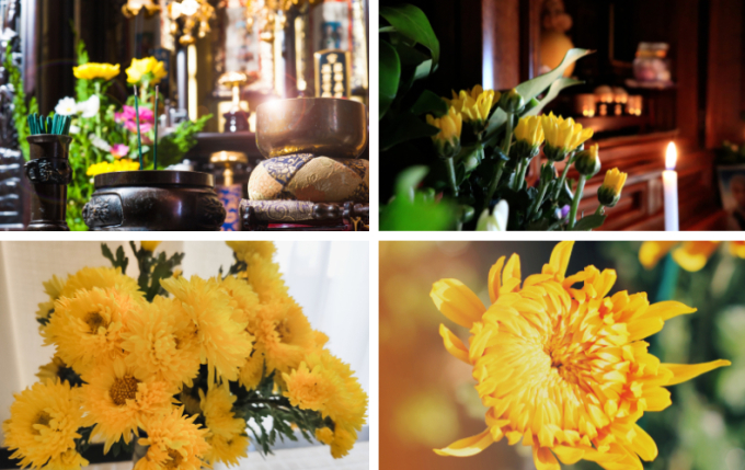   Hoa cúc vàng thường được lựa chọn để cắm trên bàn thờ vào dịp lễ Tết. (Ảnh minh họa)  
