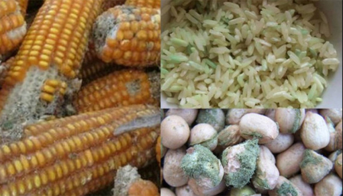 Nấm mốc chứa các loại mycotoxins, có thể gây ra các phản ứng độc hại trong cơ thể, là mầm mống gây ung thư. (Ảnh minh họa)