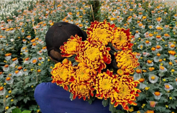 Khi mua hoa, nên chọn bông to, đều, cánh hoa khum úp sát vào nhau.