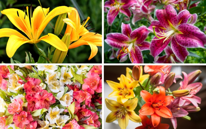   Có rất nhiều loại hoa ly khác nhau từ màu sắc đến mức độ hương thơm.  