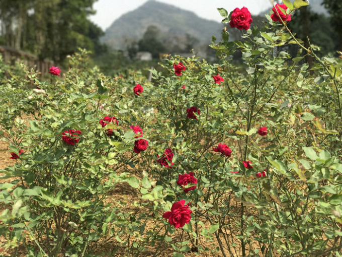 Khu vườn hồng nhung cổ được trồng thuận tự nhiên