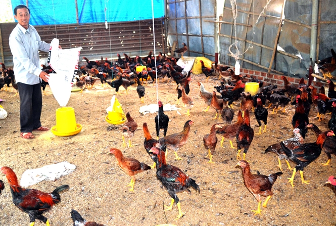 Nông dân sử dụng đệm lót sinh học trong chăn nuôi gà