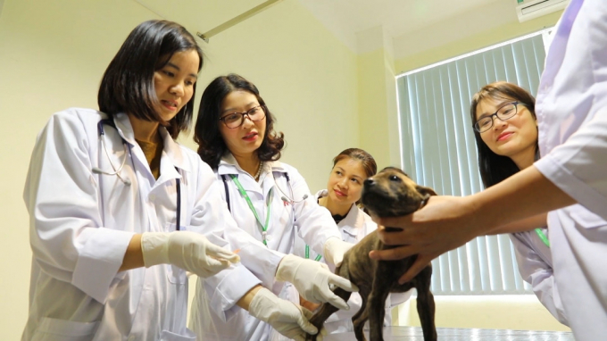 GS.TS Nguyễn Thị Lan hướng dẫn sinh viên nghiên cứu trong một giờ học về Bệnh lý thú y