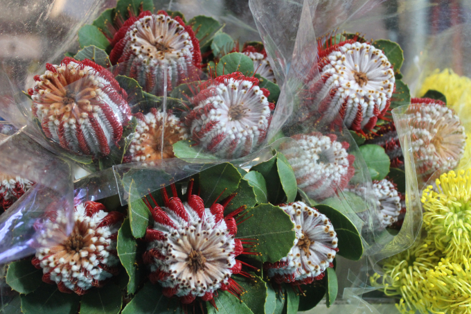 Những loài hoa lạ góp phần làm phong phú và giúp người mua có thêm nhiều lựa chọn. Trong hình là loài hoa bánh xe