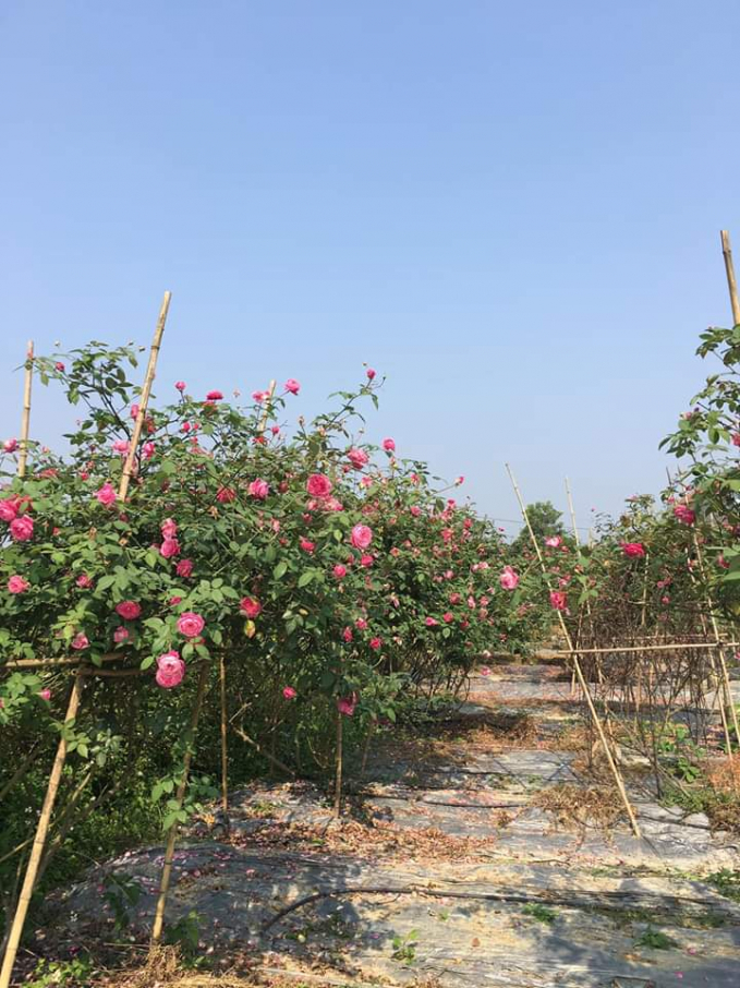 Vườn hồng hữu cơ với hơn 7000 gốc hoa hồng nội, ngoại là địa điểm thăm quan chụp ảnh yêu thích của nhiều du khách khi đến thăm trang trại chị Đoàn Thu Trà. Ảnh: nhân vật cung cấp