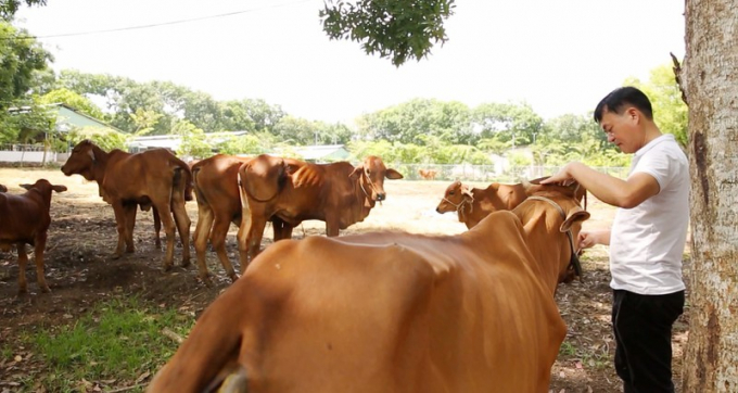 PGS.TS Nguyễn Văn Thuận tại trang trại bò nhân bản tại Bà Rịa - Vũng Tàu. Nguồn: khampha.vn