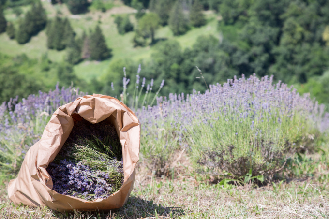 Hoa Lavender được trồng tại trang trại Ortofficina (Italia)